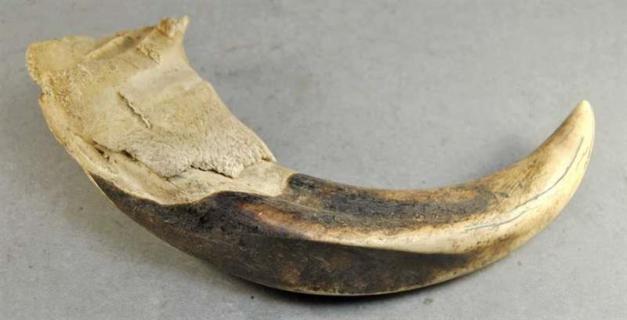 Une matière, un couteau : dent de Phacochère