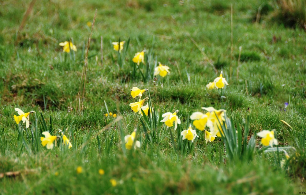 Les jonquilles, symbole du retour des beaux jours