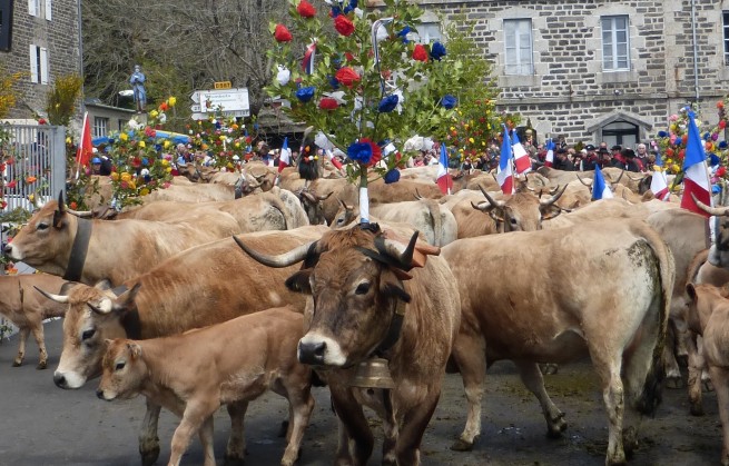 Transhumance en Aubrac