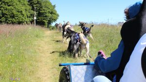 chiens de traîneau laguiole