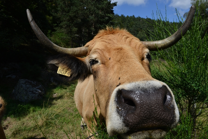 vache aubrac près de Laguiole en Aveyron
