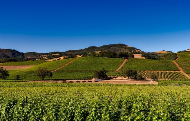 Terroirs de Légende, à la conquête de l’ouest… les vins Californiens