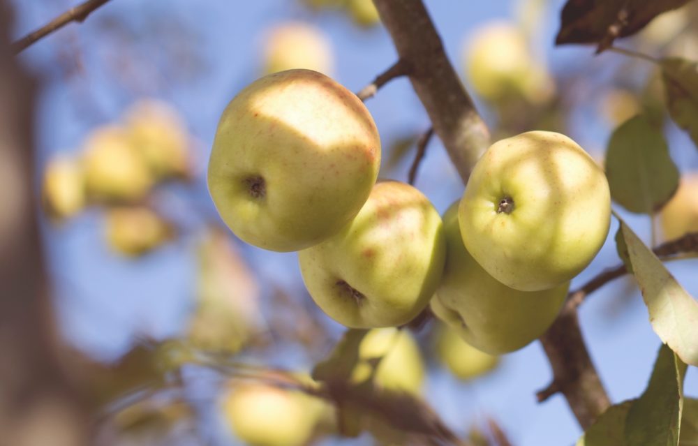 En Aveyron, des couteaux, des burons… et des pommes